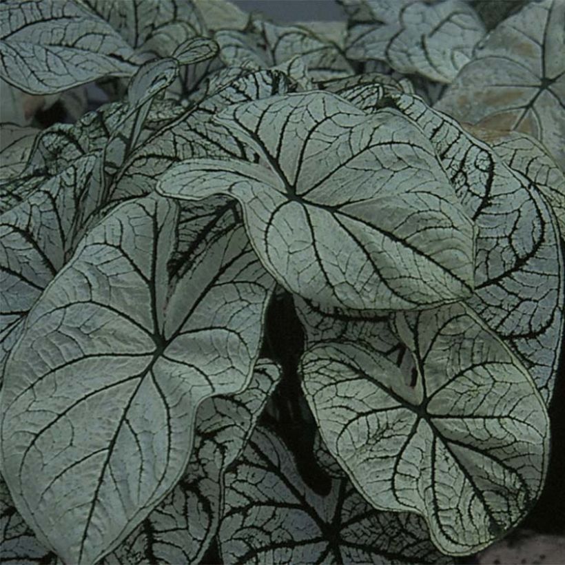 Caladium Candidum (Foliage)