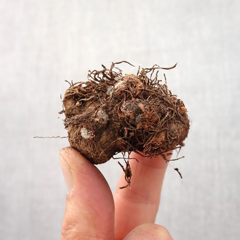 Example of Caladium Candidum Bulbe calibre I as you get in printemps