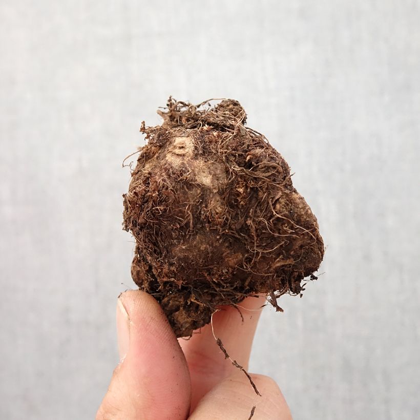 Spécimen de Caladium Carolyn Whorton Bulbe calibre I tel que livré au printemps