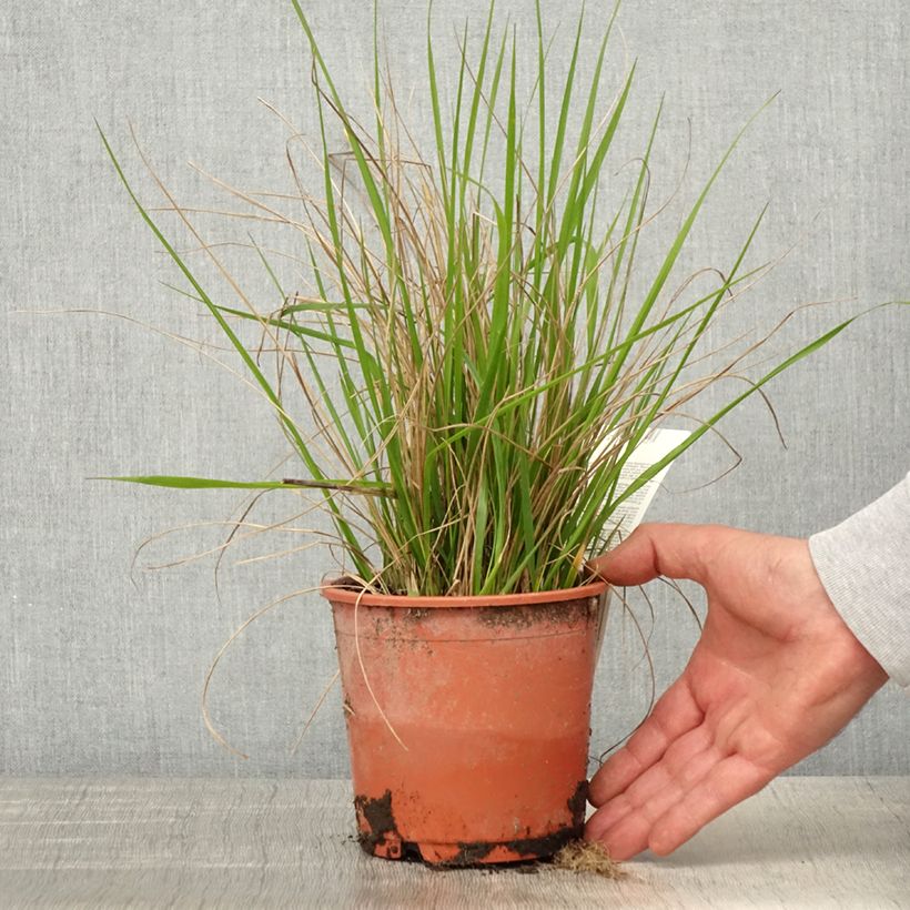 Spécimen de Calamagrostis acutiflora Waldenbuch Pot de 1L/1,5L tel que livré au printemps