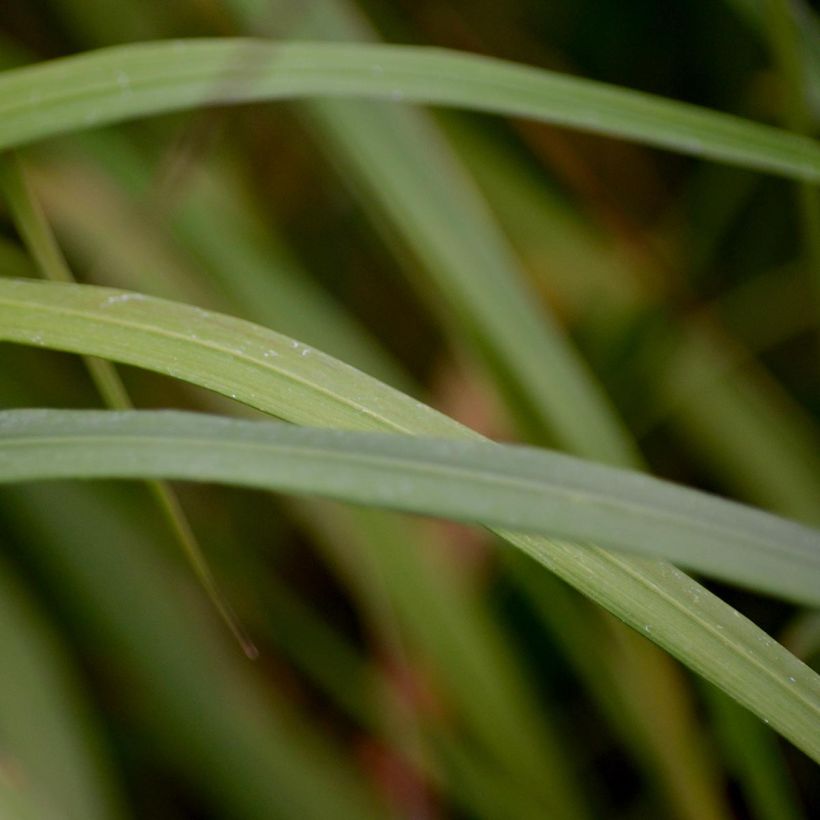 Calamagrostis brachytricha - Herbe aux diamants (Foliage)
