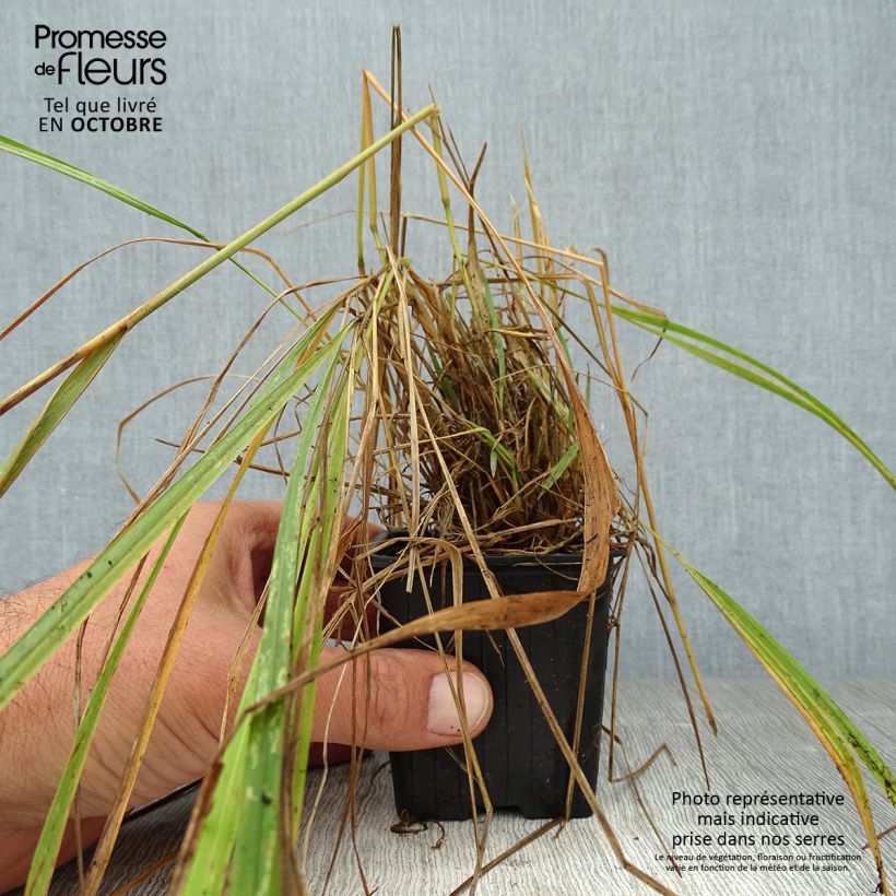 Spécimen de Calamagrostis brachytricha - Herbe aux diamants Godet de 8/9 cm tel que livré en automne
