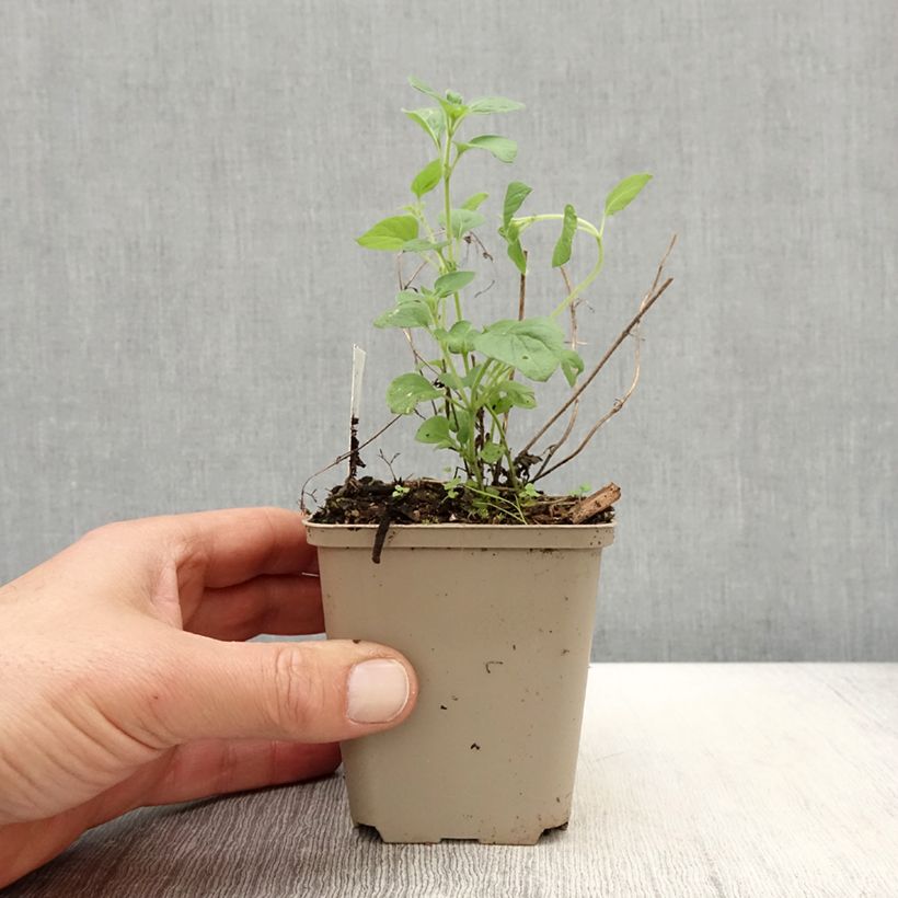 Example of Calamintha nepeta Weisser Riese - Calament Godet de 8/9 cm as you get in printemps