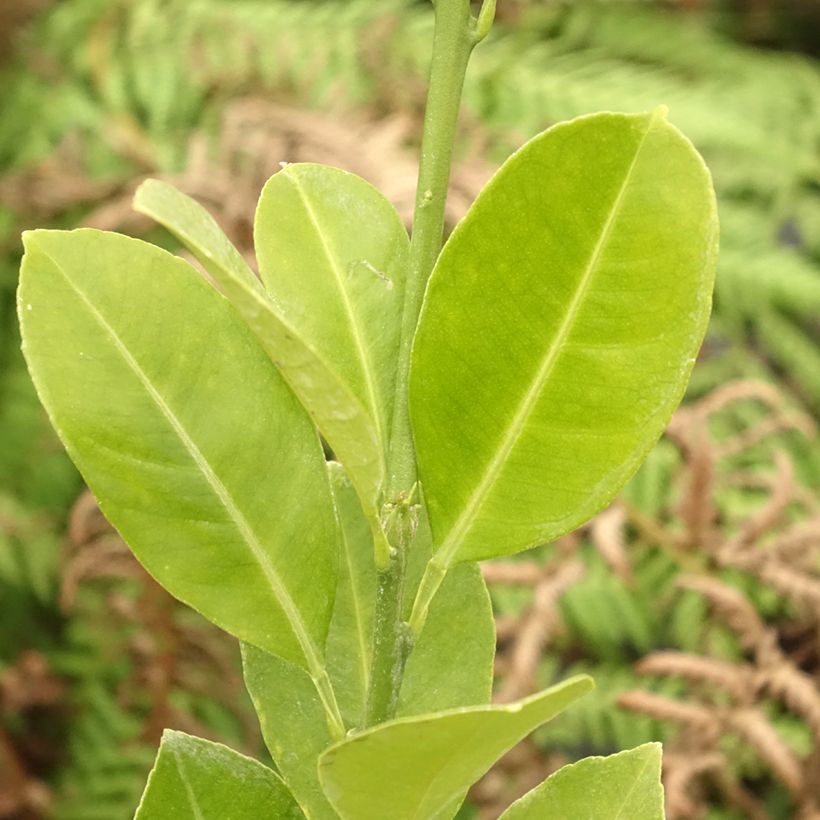 Calamondin - Citrus madurensis (mitis) (Feuillage)