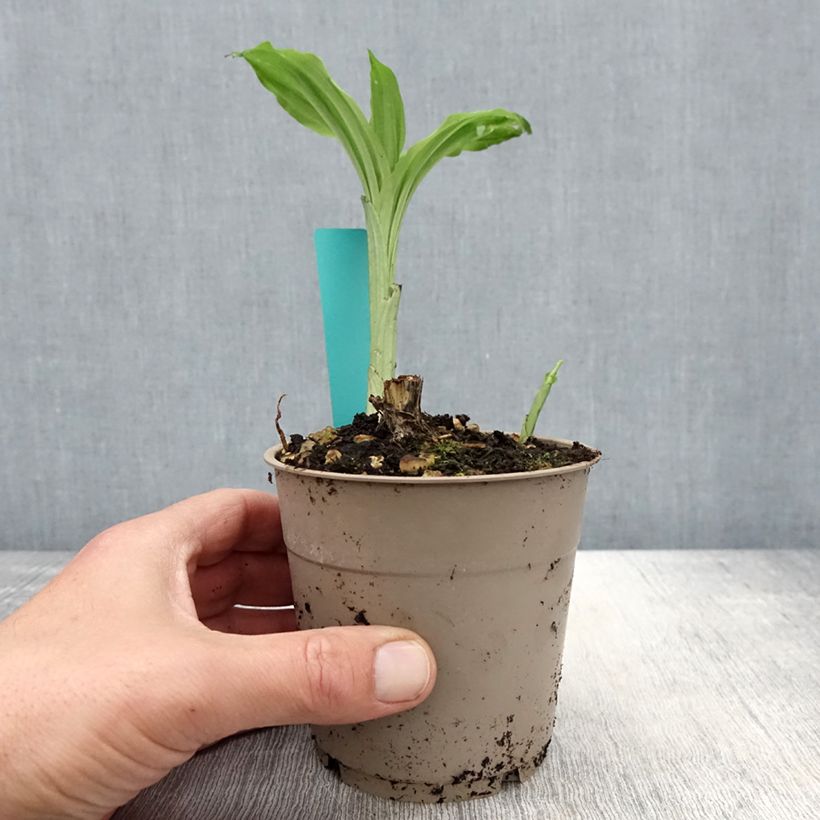 Spécimen de Calanthe Arizona Dream - Orchidée vivace Pot de 1L/1,5L tel que livré au printemps