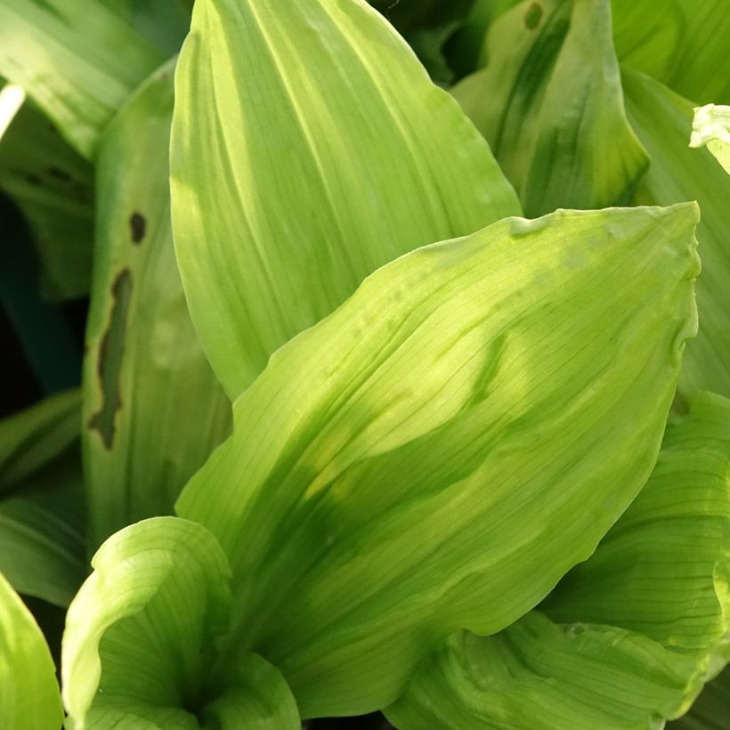 Calanthe discolor (Feuillage)