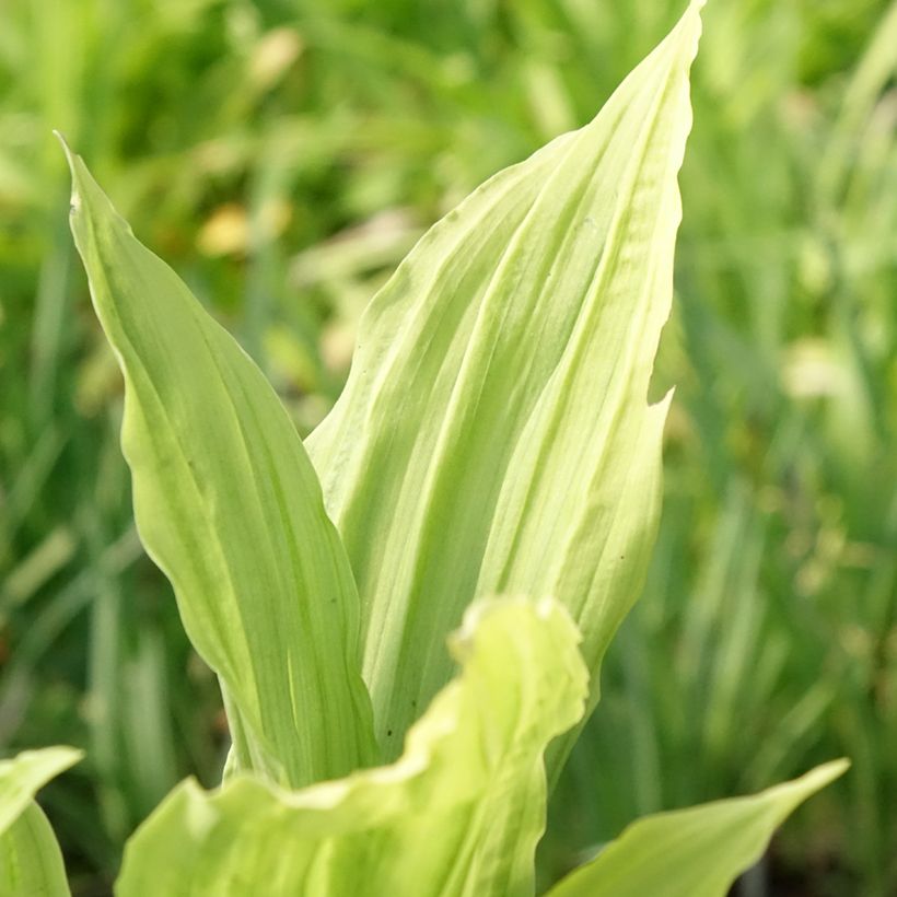 Calanthe Pink & Cream - Orchidée vivace (Foliage)