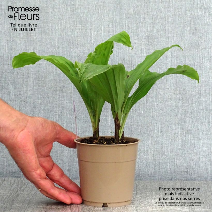 Spécimen de Calanthe Red Sunset - Orchidée vivace Pot de 1L/1,5L tel que livré en été