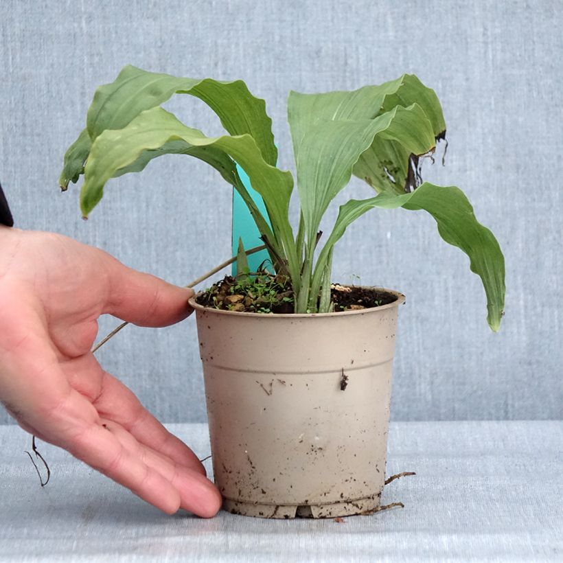 Spécimen de Calanthe Takane - Orchidée de jardin Pot de 1L/1,5L tel que livré en hiver