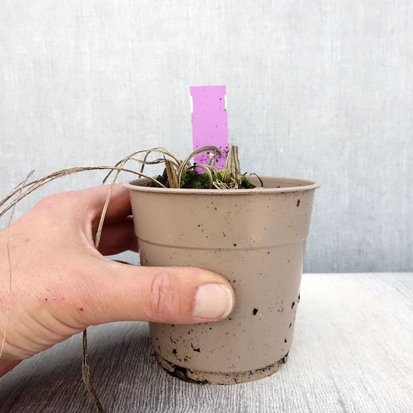 Example of Calanthe tricarinata - Orchidée vivace Pot de 1L/1,5L calibre I as you get in printemps