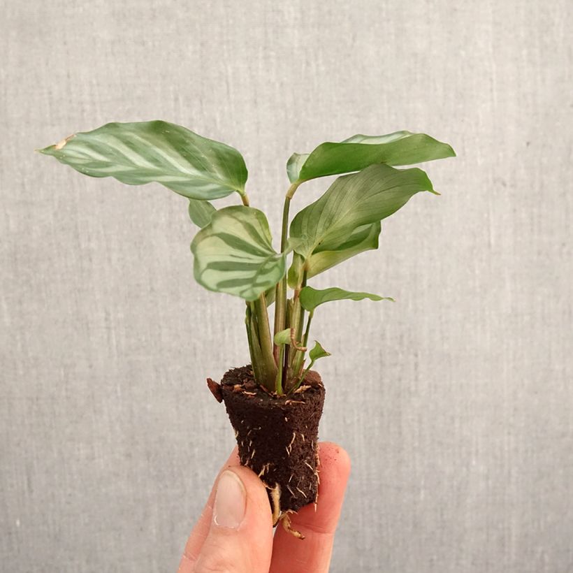 Spécimen de Calathea Freddie Mini-plante tel que livré au printemps