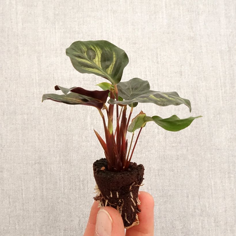 Spécimen de Calathea makoyana Mini-plante tel que livré au printemps