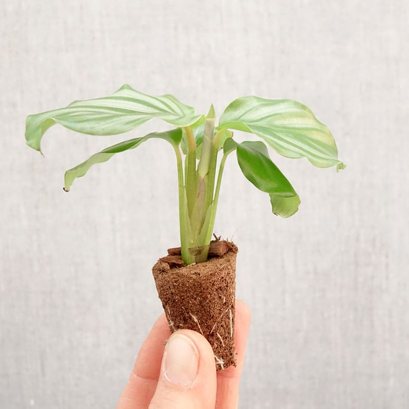 Spécimen de Calathea orbifolia Mini-plante tel que livré au printemps