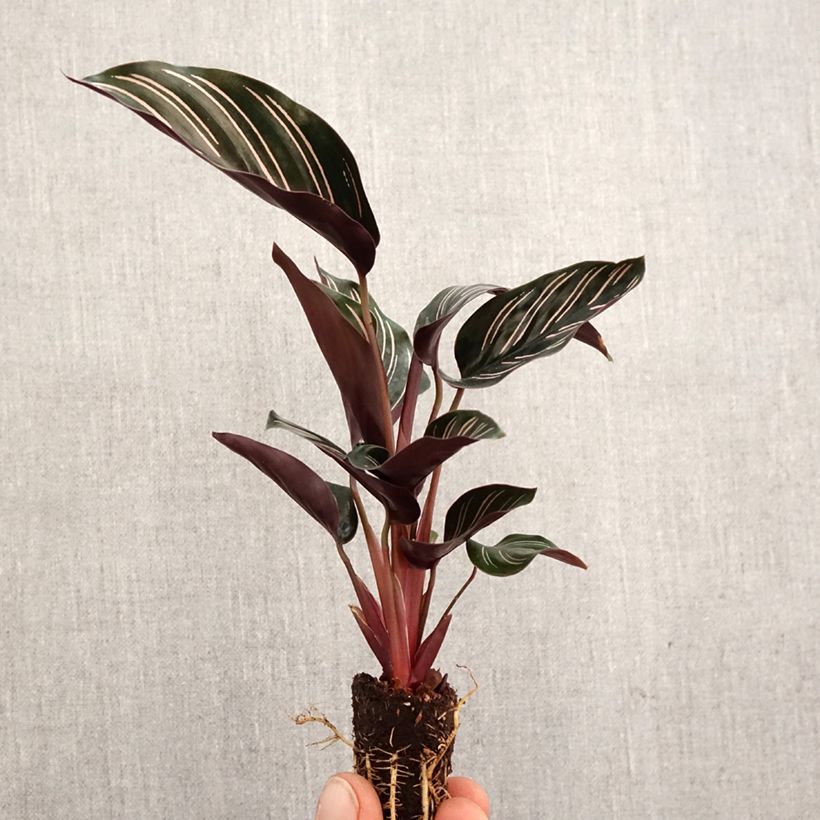 Spécimen de Calathea ornata Mini-plante tel que livré au printemps