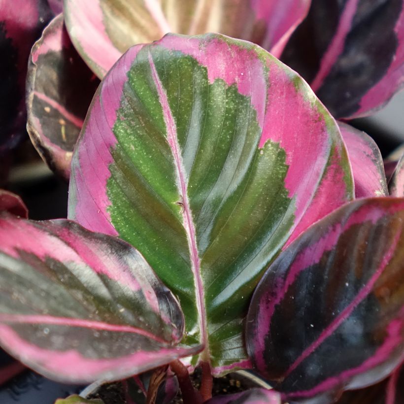 Calathea Princess Jessie (Feuillage)