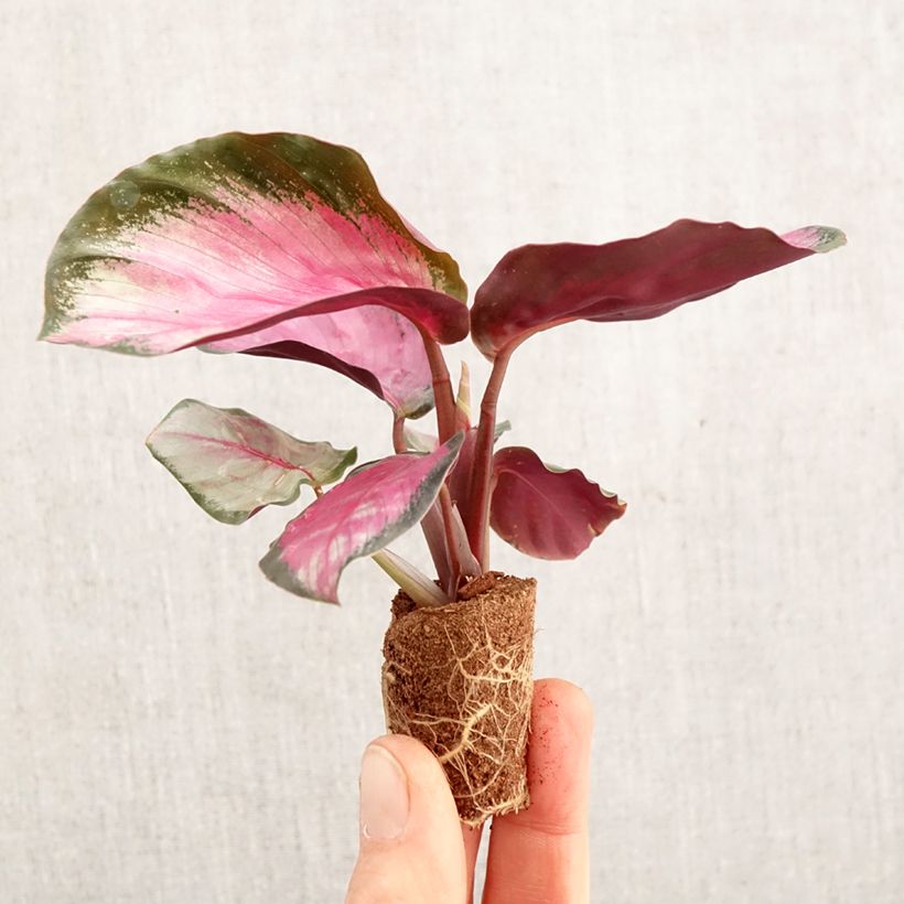 Spécimen de Calathea roseopicta Rosy Mini-plante tel que livré au printemps
