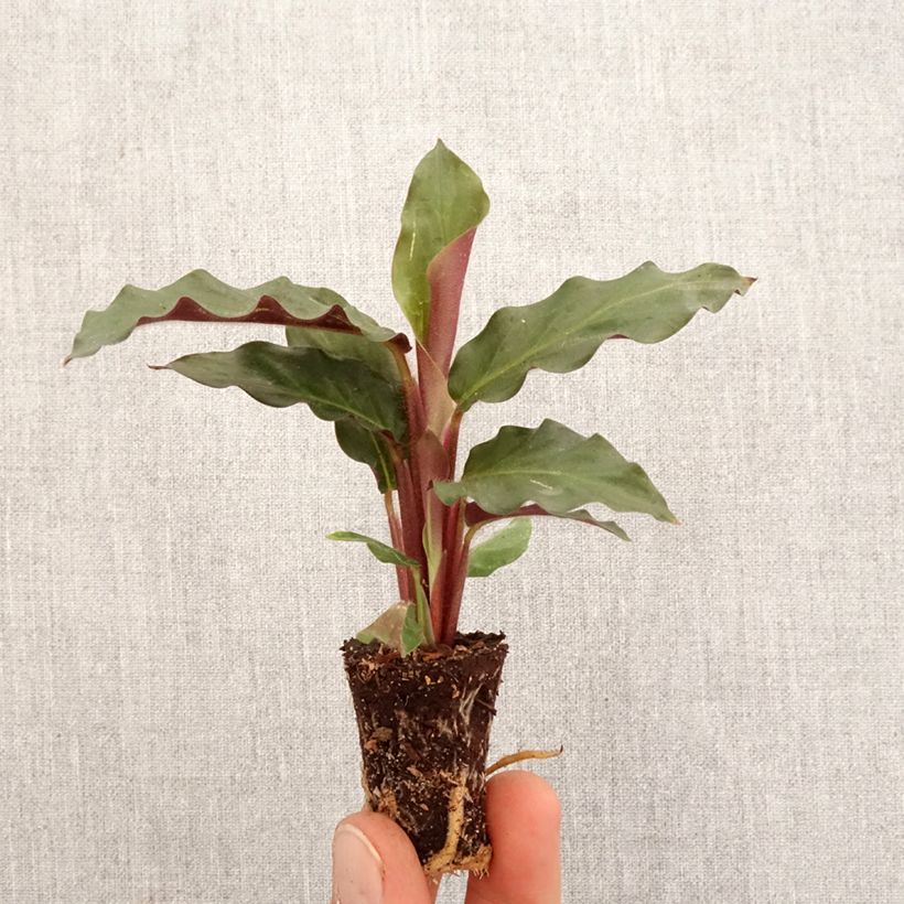 Example of Calathea rufibarba Mini-plante as you get in printemps