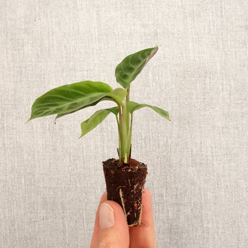 Example of Calathea warscewiczii Mini-plante as you get in printemps