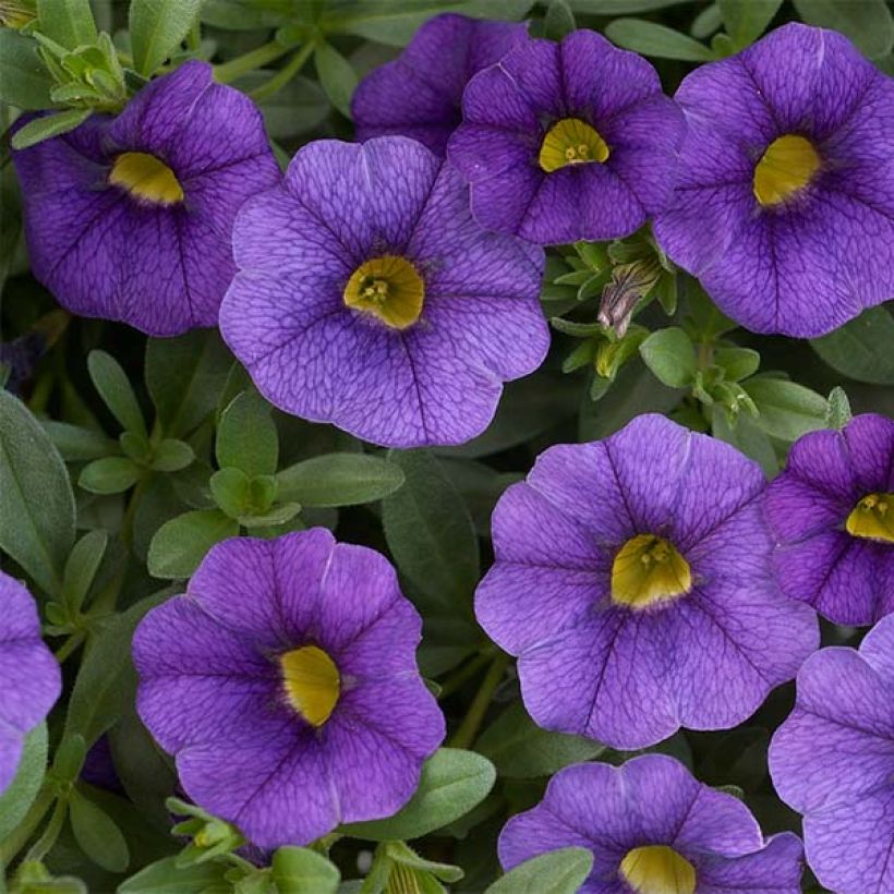 Calibrachoa Superbells Unique Blue Violet - Mini-pétunia (Flowering)