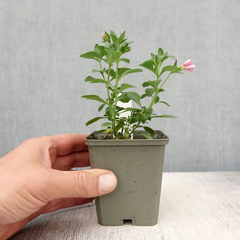 Example of Calibrachoa Noa Bubblegum - Mini-pétunia Godet de 8/9 cm as you get in printemps