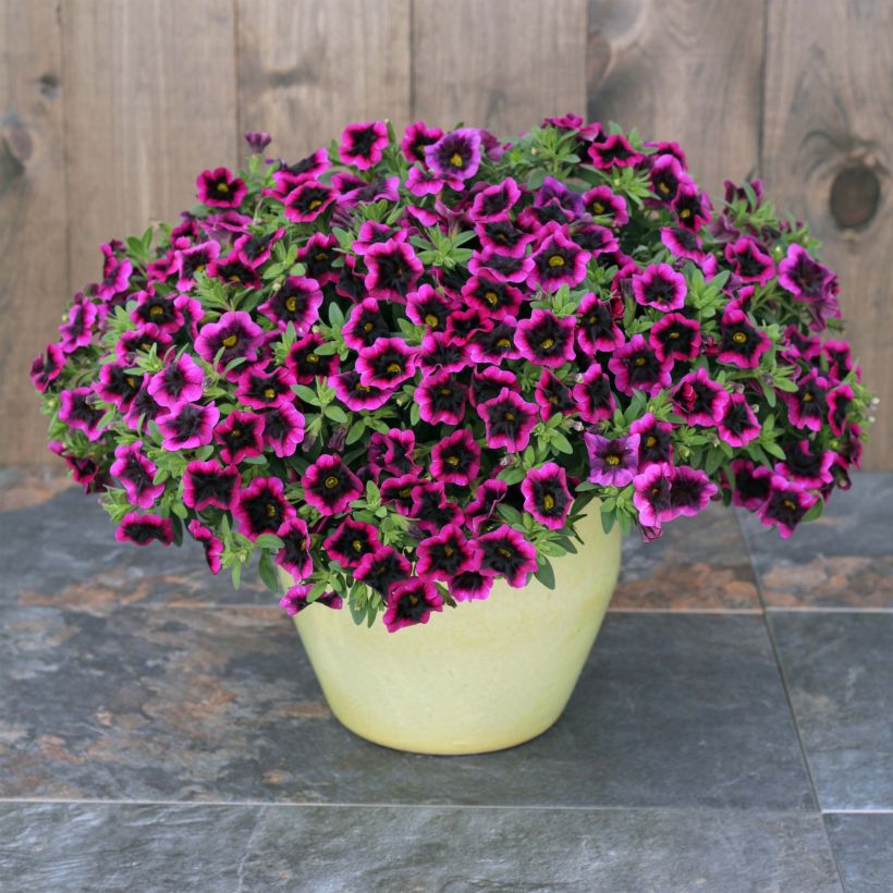 Calibrachoa Superbells Blackcurrant Punch - Mini-pétunia (Plant habit)