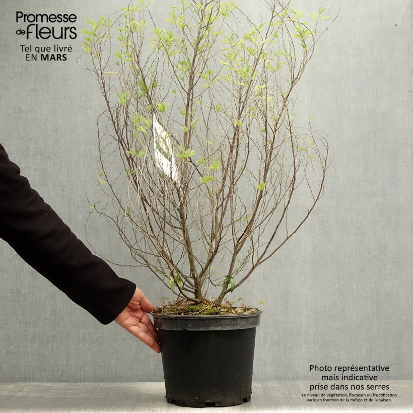 Spécimen de Calliandra surinamensis Dixie Pink - Arbre aux houpettes Pot de 7,5L/10L tel que livré au printemps