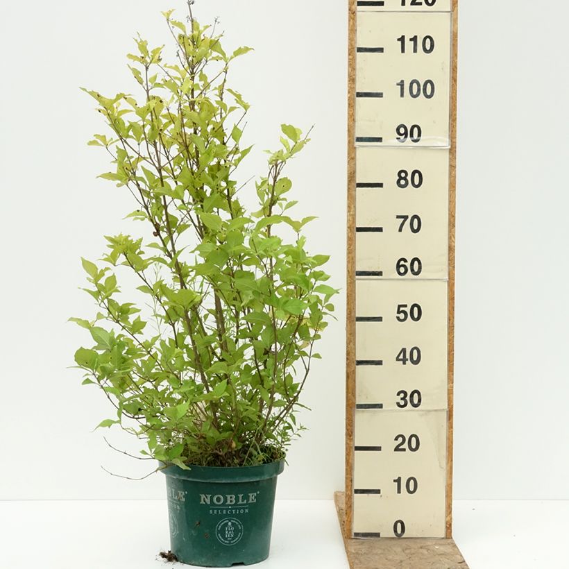 Spécimen de Callicarpa bodinieri Magical Snowqueen  Pot de 7,5L/10L tel que livré en été