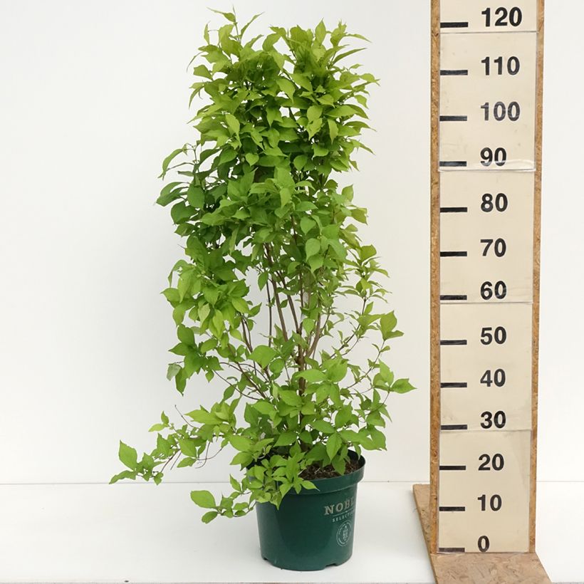 Spécimen de Callicarpa bodinieri Magical Snowqueen  Pot de 7,5L/10L tel que livré au printemps