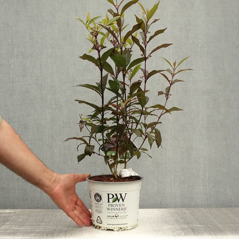 Spécimen de Callicarpa bodinieri Pearl Glam Pot de 7,5L/10L tel que livré en été