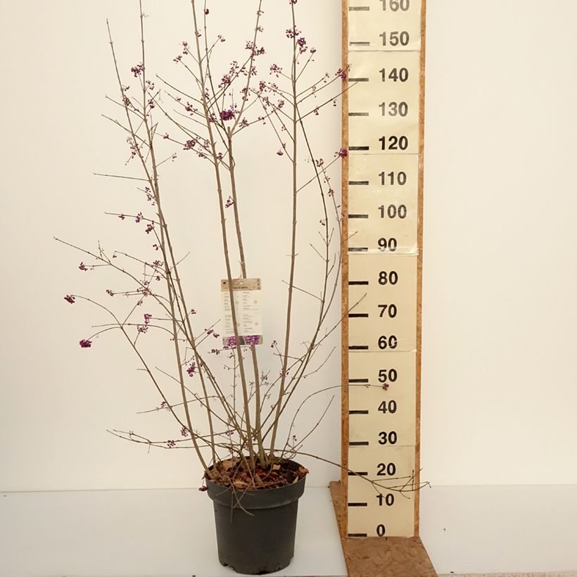 Spécimen de Callicarpa bodinieri Profusion - Arbuste aux bonbons Pot de 12L/15L tel que livré en automne