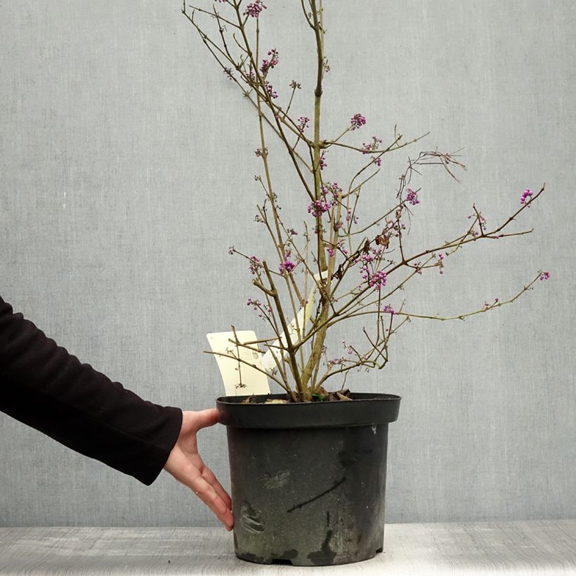 Spécimen de Callicarpa bodinieri Profusion - Arbuste aux bonbons Pot de 7,5L/10L tel que livré en automne