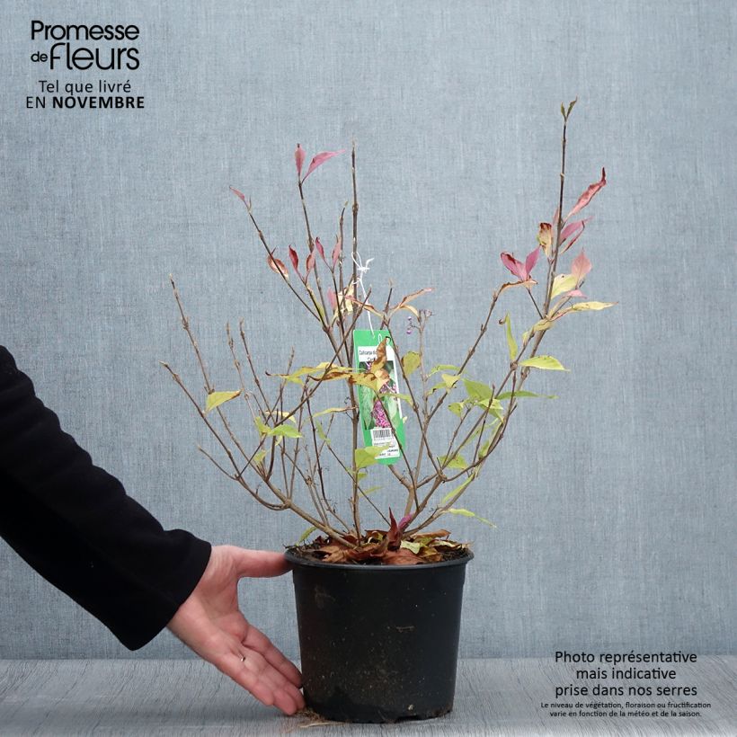 Spécimen de Callicarpa dichotoma Cardinal - Arbuste aux bonbons Pot de 2L/3L tel que livré en automne