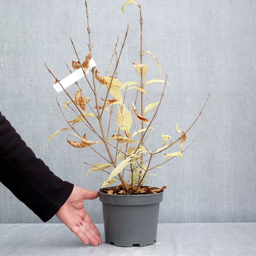 Spécimen de Callicarpa japonica Leucocarpa Pot de 2L/3L tel que livré en automne