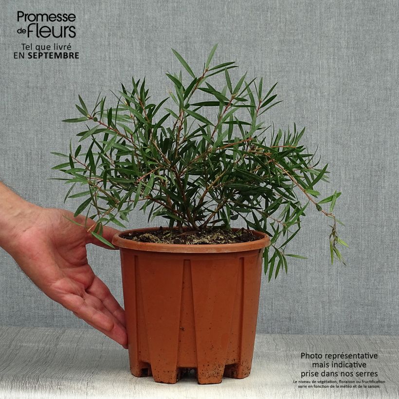 Spécimen de Callistemon citrinus Burgundy - Rince bouteille Pot de 3L/4L, Buisson, Touffe tel que livré en automne