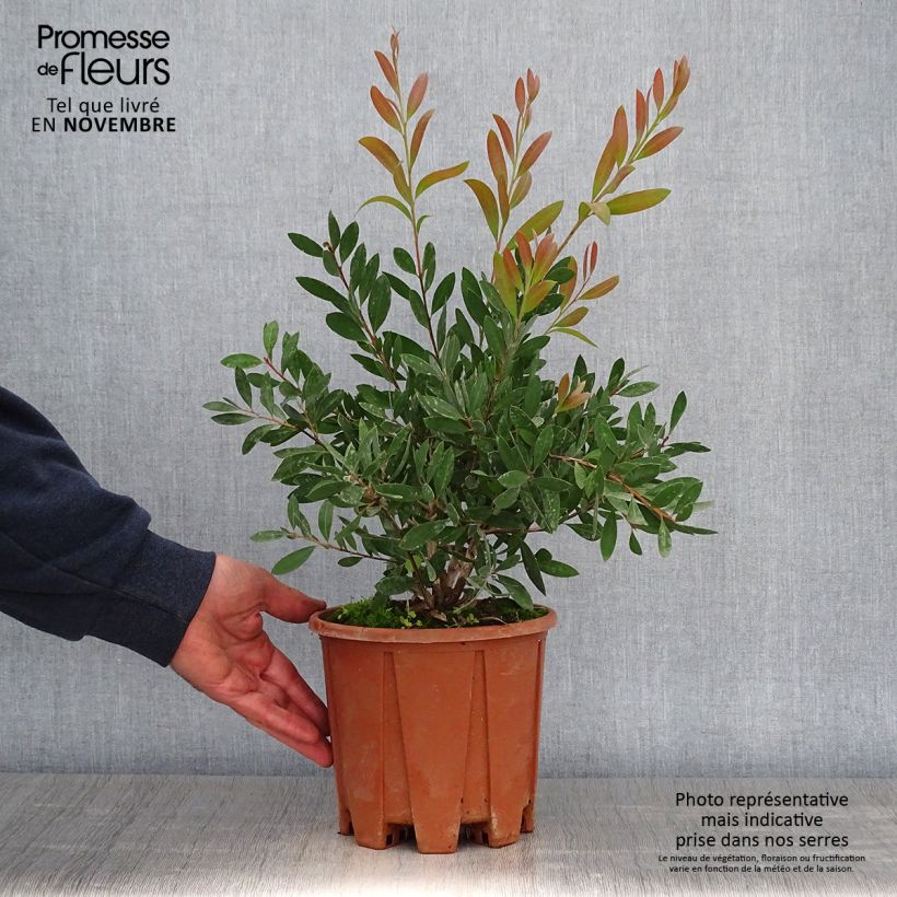 Spécimen de Callistemon citrinus Mauve Mist - Rince bouteille Pot de 3L/4L, Buisson tel que livré en automne