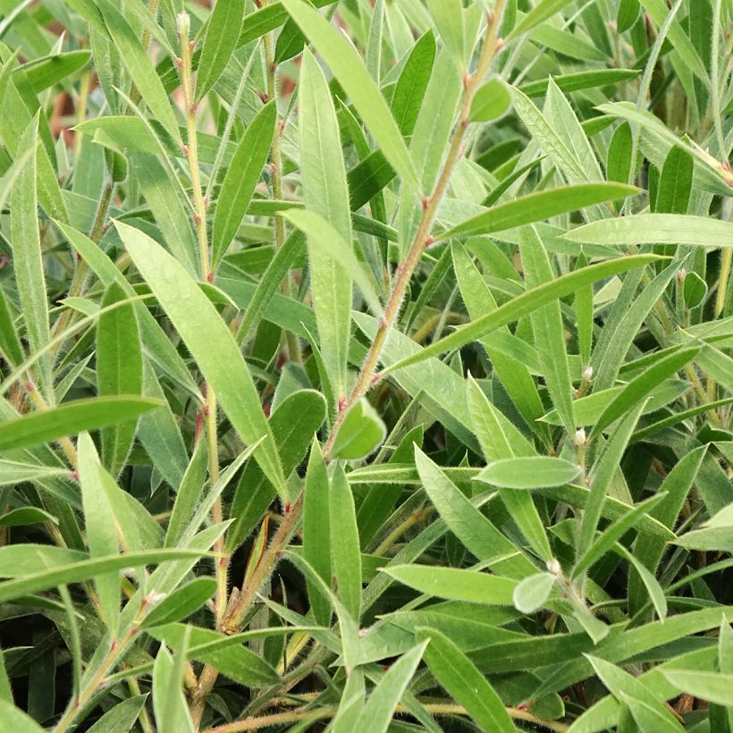 Callistemon Outback Flame - Rince bouteille (Feuillage)