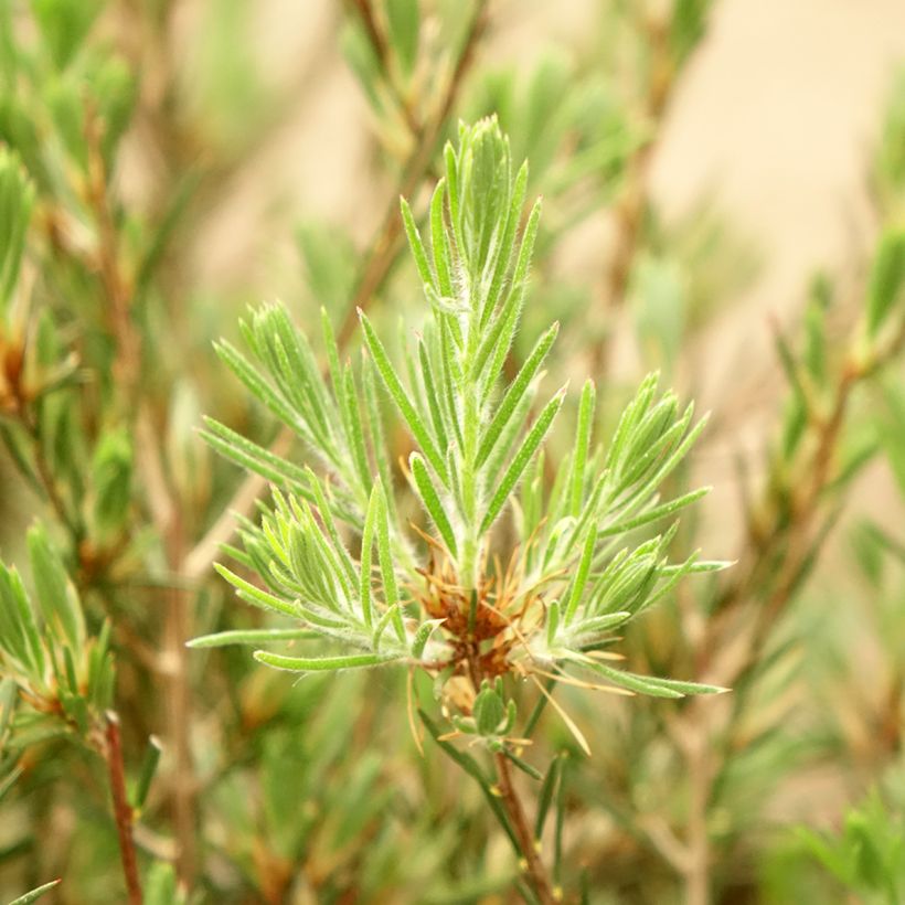 Callistemon pityoides Widdicomb Gem - Rince-bouteille (Feuillage)