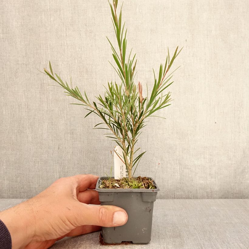Spécimen de Callistemon rigidus - Rince-bouteille Godet de 8/9 cm tel que livré au printemps