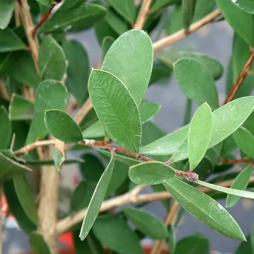 Callistemon viminalis Bright Pink - Rince bouteille pleureur (Feuillage)
