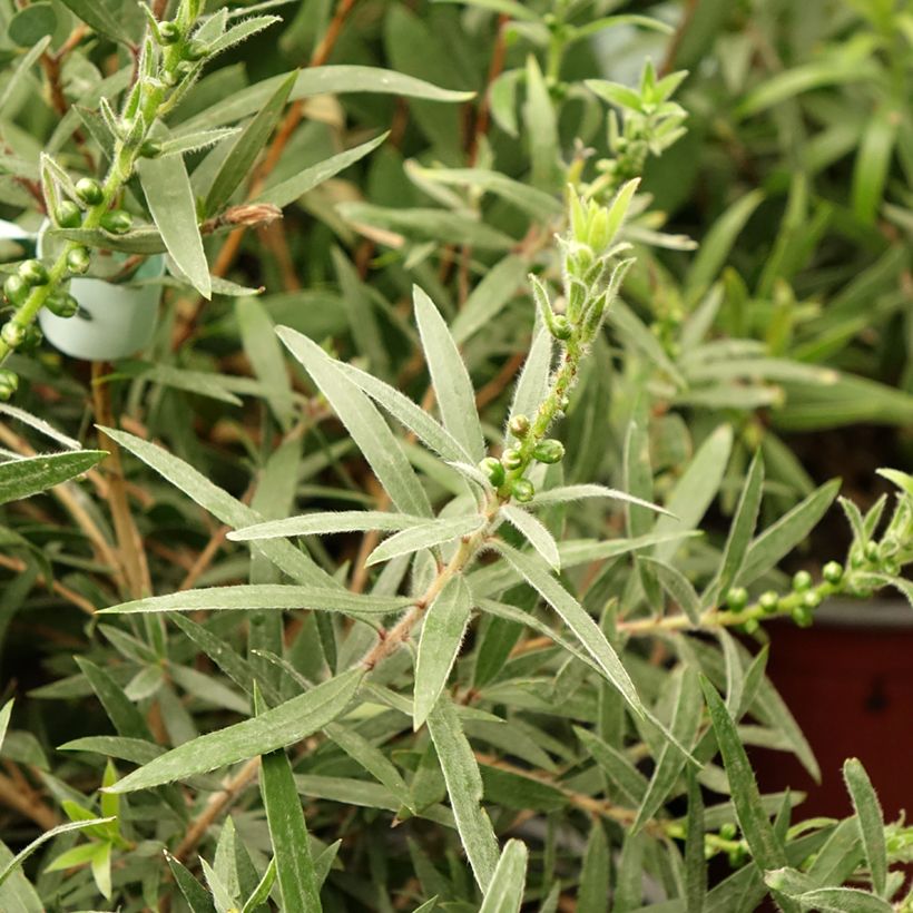 Callistemon viminalis Captain Cook - Rince-bouteille (Feuillage)