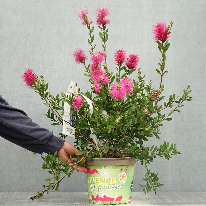 Spécimen de Callistemon viminalis Hot Pink – Rince bouteille Pot de 6L/7L tel que livré au printemps