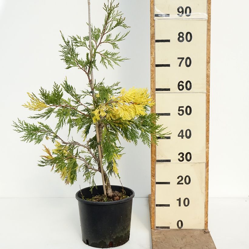Spécimen de Calocedrus decurrens Aureovariegata - Cèdre blanc de Californie Pot de 7,5L/10L tel que livré au printemps