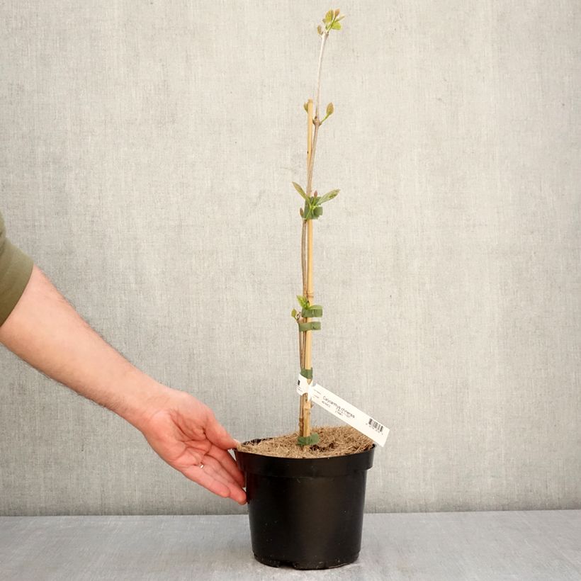 Spécimen de Calycanthus chinensis - Arbre aux anémones Pot de 3L/4L tel que livré au printemps