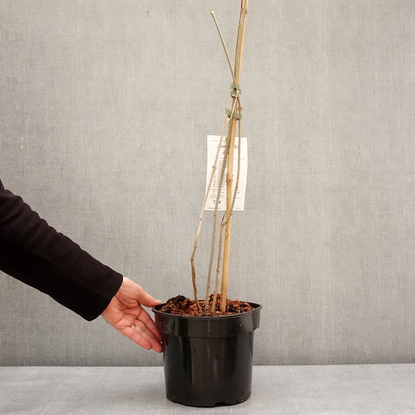 Spécimen de Calycanthus chinensis - Arbre aux anémones Pot de 3L/4L tel que livré en hiver