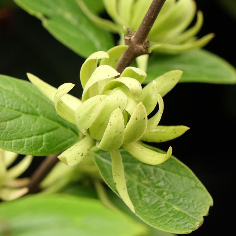 Calycanthus floridus Athens - Arbre aux anémones (Flowering)