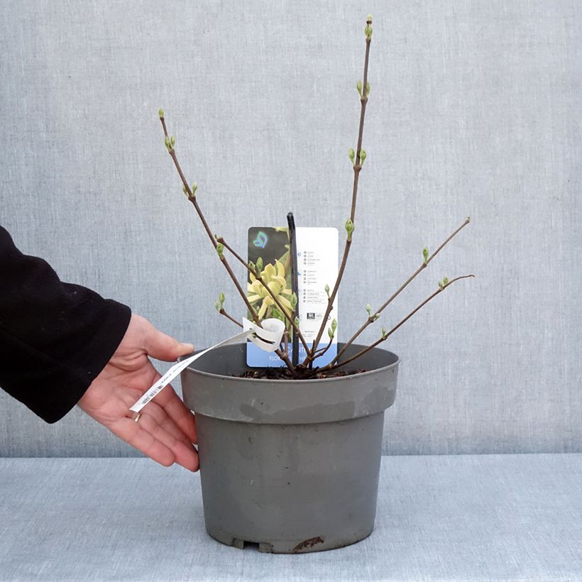 Example of Calycanthus floridus Athens - Arbre aux anémones Pot de 3L/4L as you get in printemps