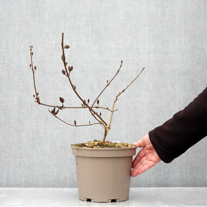 Example of Calycanthus floridus Burgundy Spice - Arbre aux anémones Pot de 4L/5L as you get in printemps