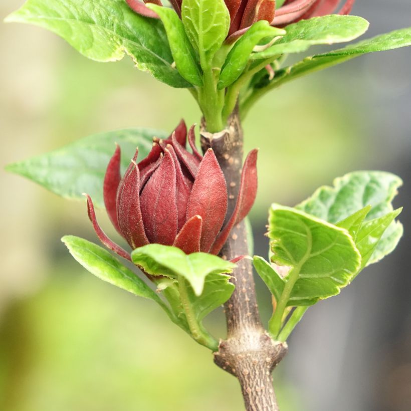 Calycanthus Michael Lindsay - Arbre aux anémones (Floraison)