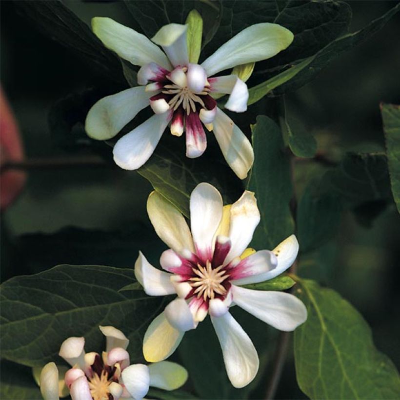 Calycanthus Venus - Arbre aux anémones (Flowering)