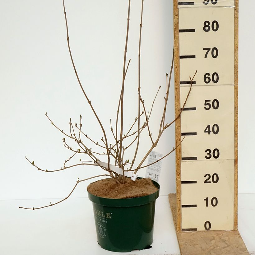 Example of Calycanthus Venus - Arbre aux anémones Pot de 7,5L/10L as you get in printemps